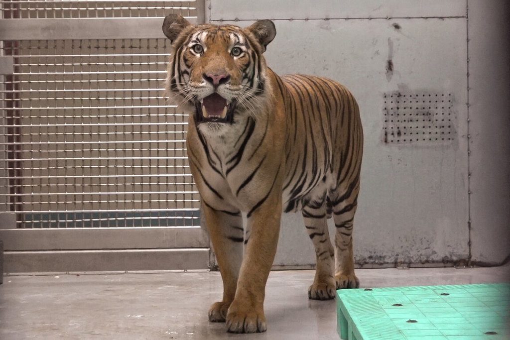 新加坡動物園雄馬來虎抵台 配對守護族群未來 新加坡動物園雄馬來虎抵台 配對守護族群未來