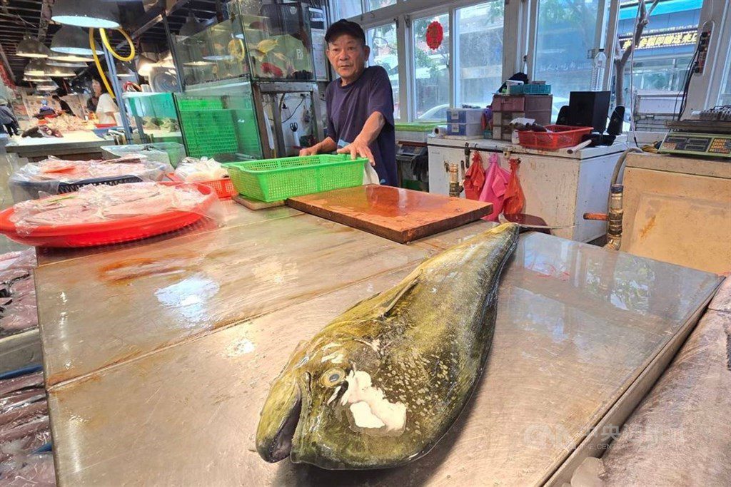漁民盼關稅談得低一點 減少鬼頭刀外銷衝擊 漁民盼關稅談得低一點 減少鬼頭刀外銷衝擊