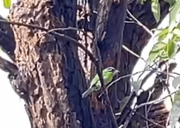 獨家/國會擴權覆議案失敗 「青鳥」飛進人群宛如為群眾加油打氣 獨家/國會擴權覆議案失敗 「青鳥」飛進人群宛如為群眾加油打氣