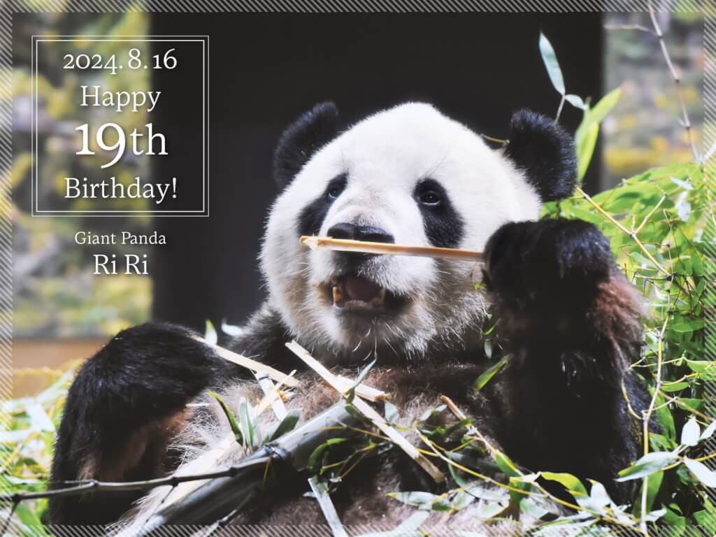 東京上野動物園兩隻貓熊高血壓 將送回中國 東京上野動物園兩隻貓熊高血壓 將送回中國