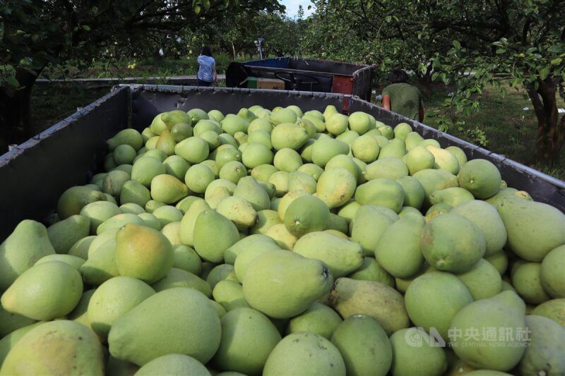 花蓮文旦銷中病蟲害檢出率高 農業部:會把關 花蓮文旦銷中病蟲害檢出率高 農業部:會把關
