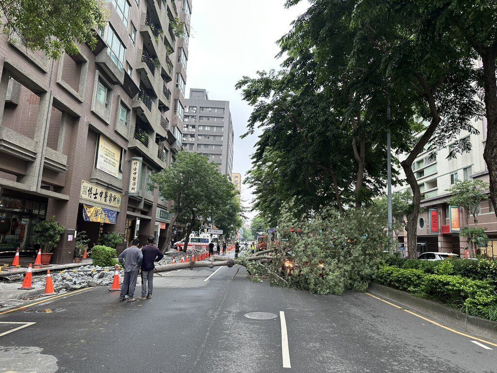 台中南屯區路樹倒塌壓到1路過車 車內2人幸無傷 台中南屯區路樹倒塌壓到1路過車 車內2人幸無傷