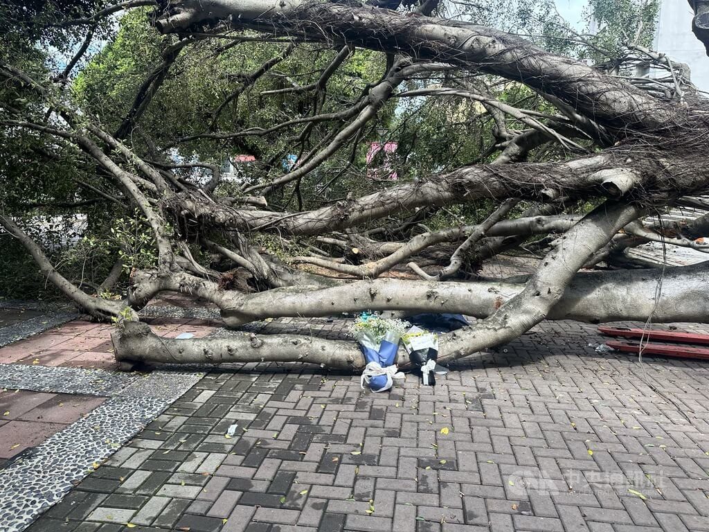 逢甲大學樹倒釀1死3傷2月已列管 意外現場師生花束哀悼 逢甲大學樹倒釀1死3傷2月已列管 意外現場師生花束哀悼