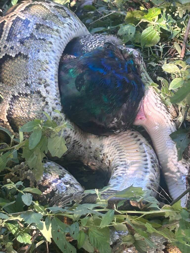 金門見緬甸蟒捆孔雀 野保協會:通常不主動攻擊人 金門見緬甸蟒捆孔雀 野保協會:通常不主動攻擊人