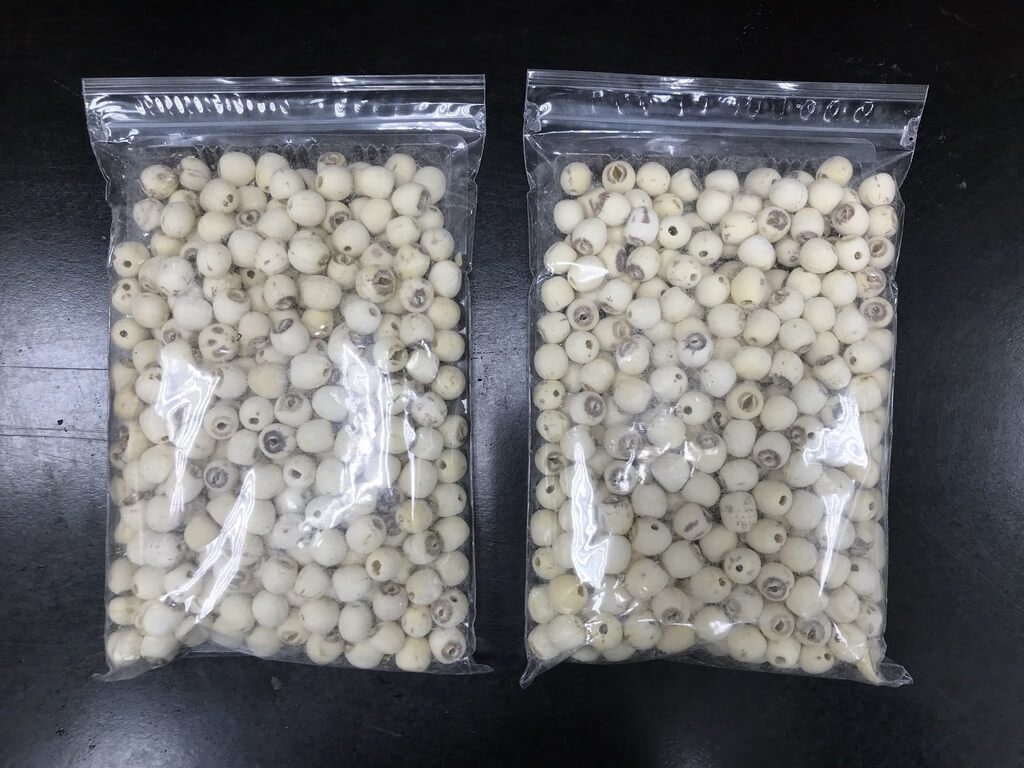 台東流動攤販中國蓮子抽驗 黃麴毒素超標 台東流動攤販中國蓮子抽驗 黃麴毒素超標