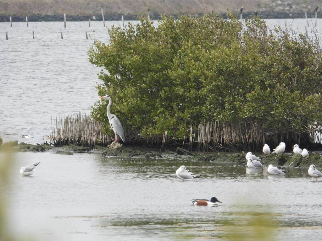 陸上魚塭友善候鳥 雲林推生態給付每案最高5萬 陸上魚塭友善候鳥 雲林推生態給付每案最高5萬