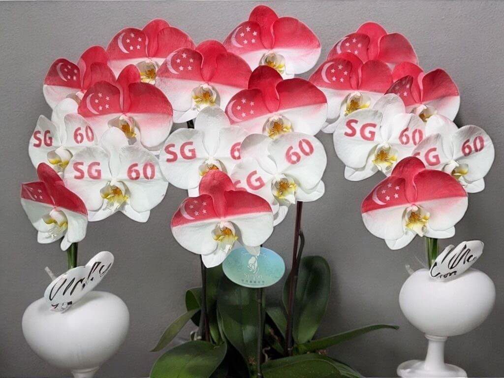 新加坡60週年國慶 台灣致贈奈米噴漆蘭花祝賀 新加坡60週年國慶 台灣致贈奈米噴漆蘭花祝賀