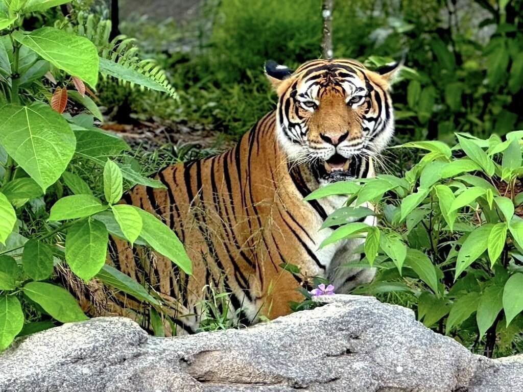 北市與新加坡合作借殖 馬來虎Serikin悠遊新家 北市與新加坡合作借殖 馬來虎Serikin悠遊新家