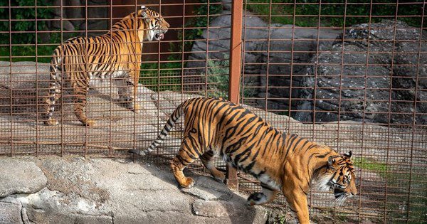 丹麥動物園募集棄養寵物餵猛獸 稱模擬天然食物鏈 丹麥動物園募集棄養寵物餵猛獸 稱模擬天然食物鏈