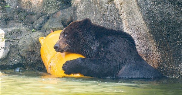 棕熊「小喬」疑腫瘤復發 北市動物園啟動安寧評估 棕熊「小喬」疑腫瘤復發 北市動物園啟動安寧評估