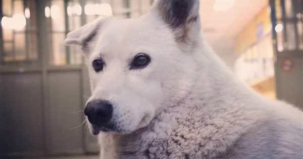 爸爸二手菸毛孩肺全黑 獸醫:罹癌風險飆4倍 爸爸二手菸毛孩肺全黑 獸醫:罹癌風險飆4倍