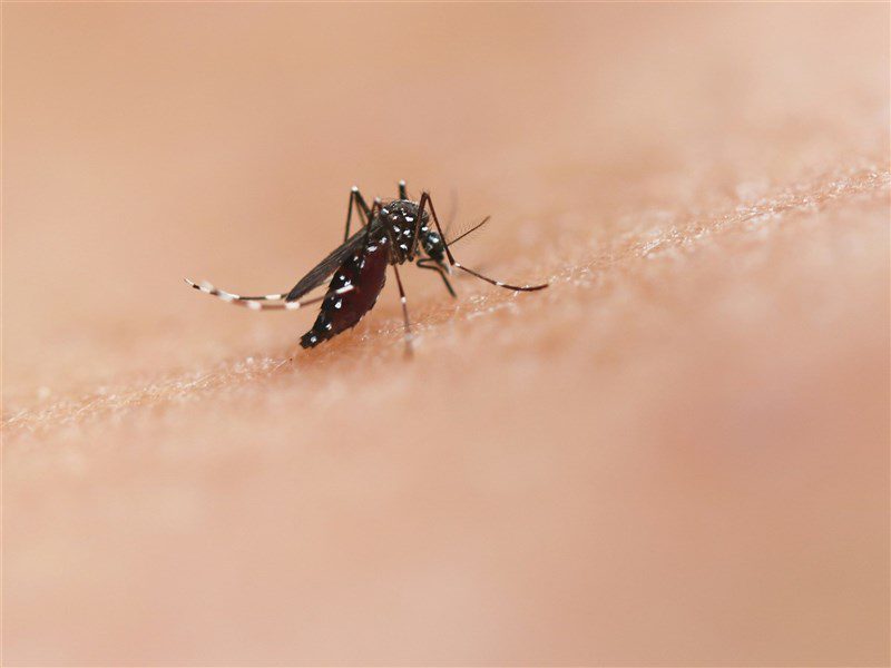 中國廣東屈公病疫情擴大 疾管署提升旅遊疫情警示 中國廣東屈公病疫情擴大 疾管署提升旅遊疫情警示