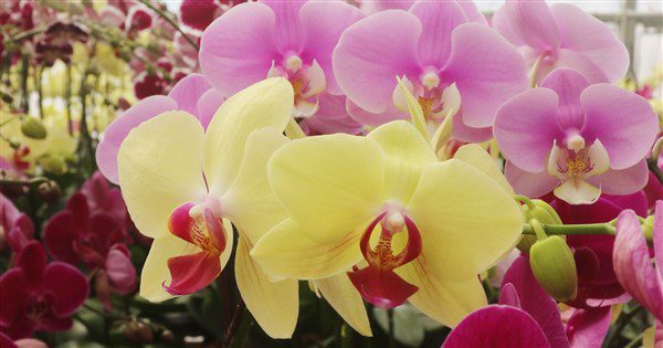 輸美關稅20% 蘭花幾無利潤、台灣鯛影響不大 輸美關稅20% 蘭花幾無利潤、台灣鯛影響不大