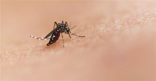 中國廣東疫情升溫 40多歲女返台確診屈公病 中國廣東疫情升溫 40多歲女返台確診屈公病