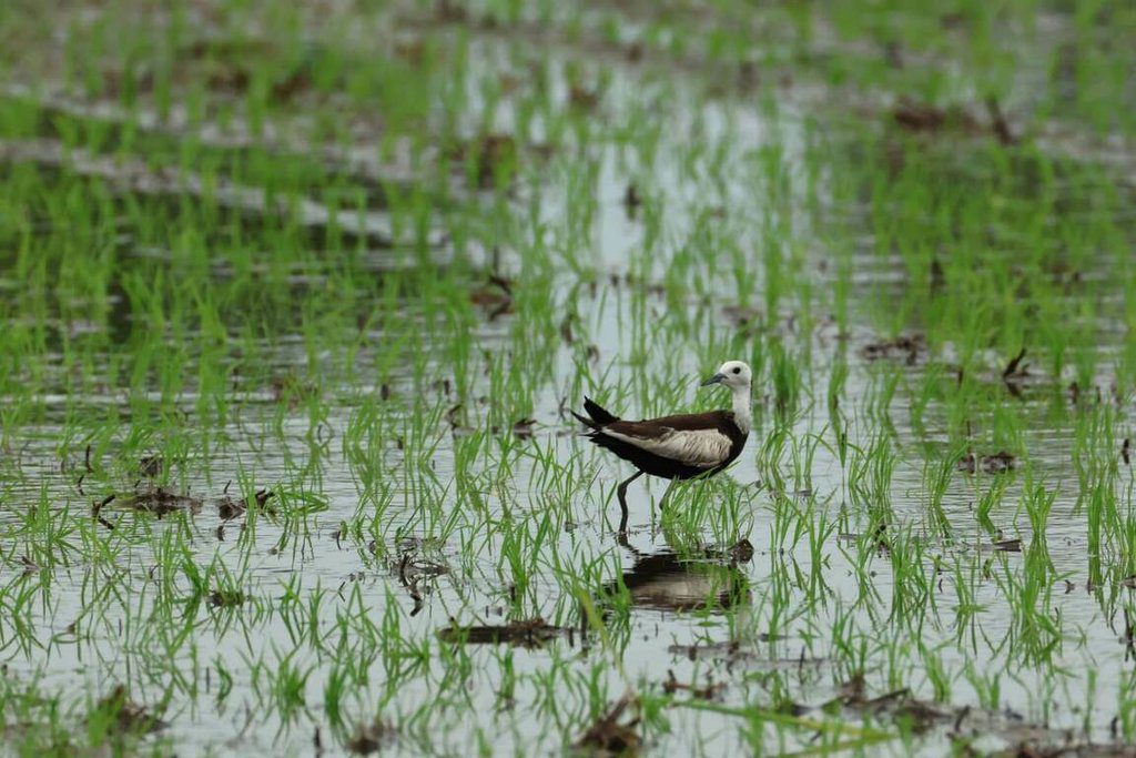 台南夏季水雉調查反常減少逾百隻 颱風毀棲地影響 台南夏季水雉調查反常減少逾百隻 颱風毀棲地影響