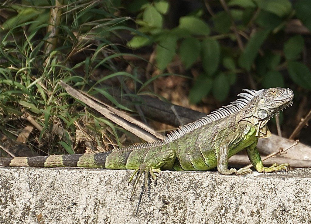 揭生態守護者神秘面紗 文總直擊外來種獵人 揭生態守護者神秘面紗 文總直擊外來種獵人