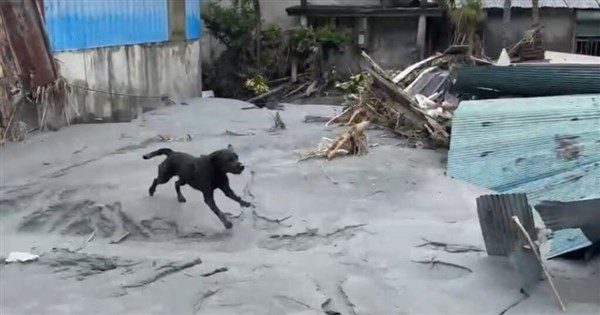 高雄特搜隊支援花蓮 搜救犬咪娜勇敢救災 高雄特搜隊支援花蓮 搜救犬咪娜勇敢救災