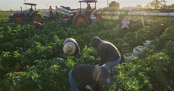 受川普政策衝擊 美勞動力減少120萬移民 受川普政策衝擊 美勞動力減少120萬移民