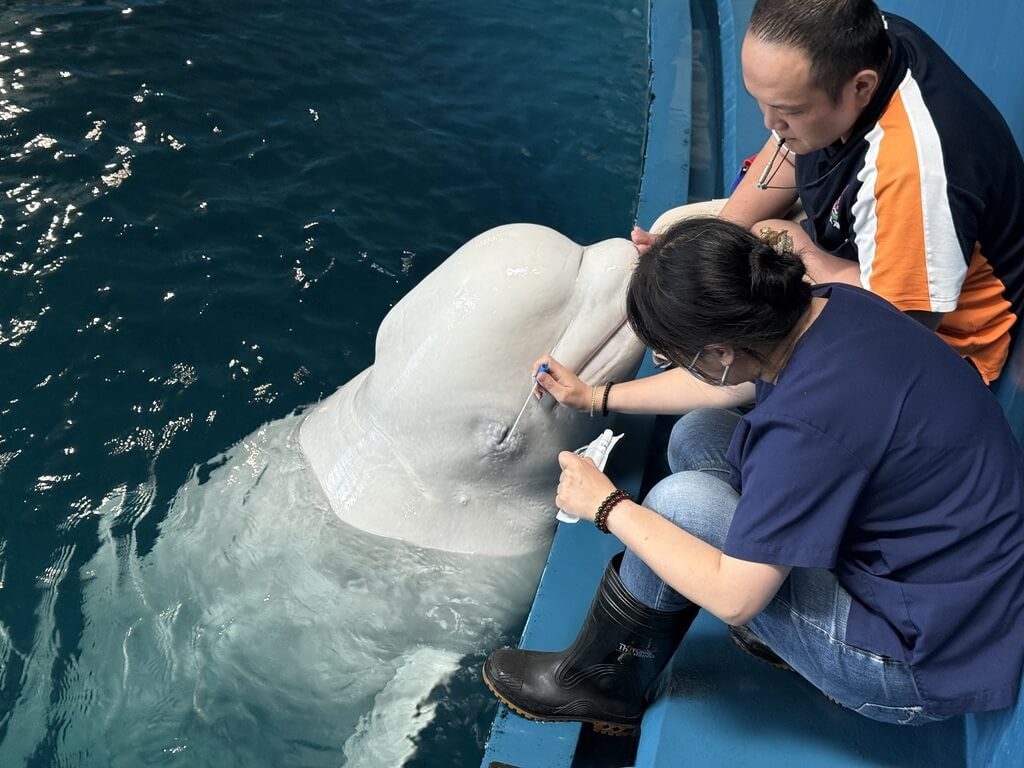 屏東海生館年度健檢 白鯨最配合、海豹裝忙躲醫生 屏東海生館年度健檢 白鯨最配合、海豹裝忙躲醫生