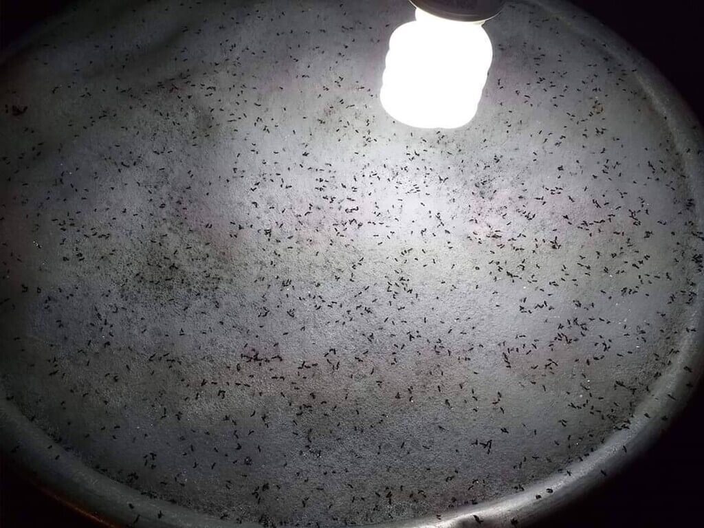 琉璃蟻滋擾升溫　高市農業局籲全民協力防治