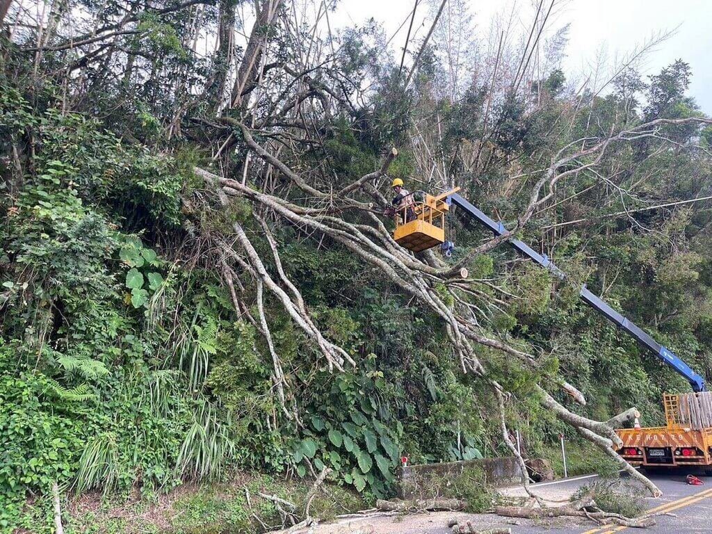 阿里山公路樹木倒塌阻斷 台18線工務段及時搶修 阿里山公路樹木倒塌阻斷 台18線工務段及時搶修