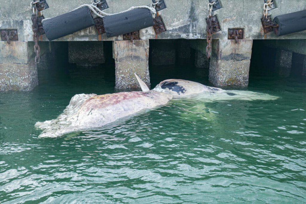 新加坡海域罕見再現鯨魚遺骸 國大博物館展開研究 新加坡海域罕見再現鯨魚遺骸 國大博物館展開研究