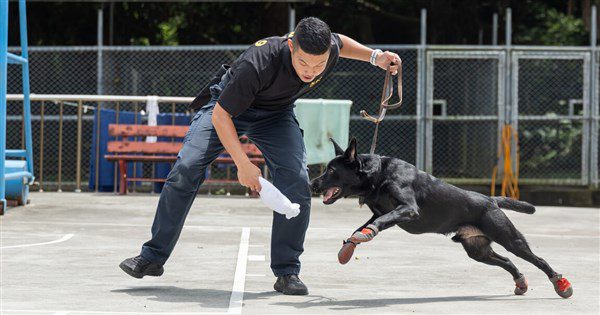 K9軍犬分隊入鏡匠人魂 一探護國神犬成長記 K9軍犬分隊入鏡匠人魂 一探護國神犬成長記