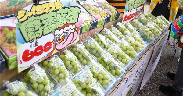 日本擬開放紐國種高級葡萄 閣員小泉回應批評 日本擬開放紐國種高級葡萄 閣員小泉回應批評