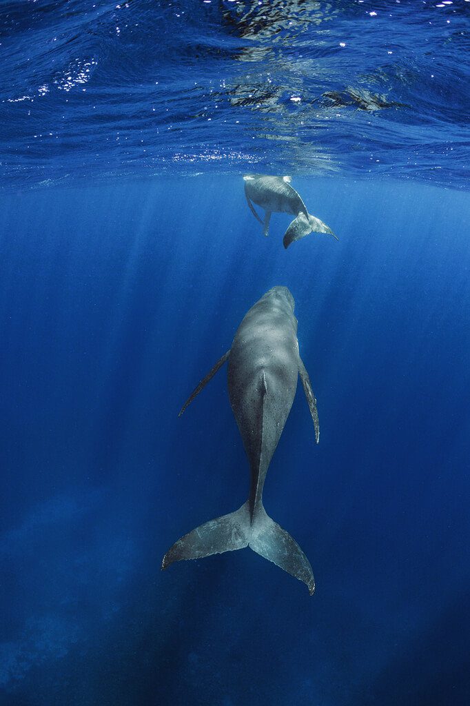 10/4世界動物日 台中圓滿劇場聽鯨之謎交響音樂會