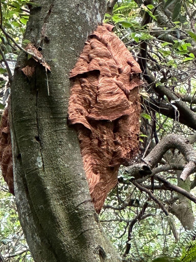 八通關越道現虎頭蜂窩 玉管處:設3警示牌盡快摘除 八通關越道現虎頭蜂窩 玉管處:設3警示牌盡快摘除