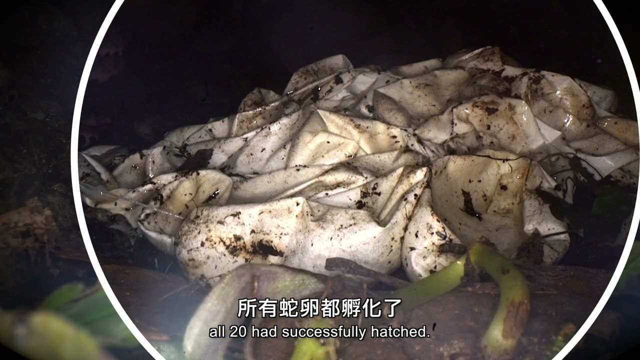 百步蛇野外護卵孵化紀錄片 獲生態環境影展肯定 百步蛇野外護卵孵化紀錄片 獲生態環境影展肯定