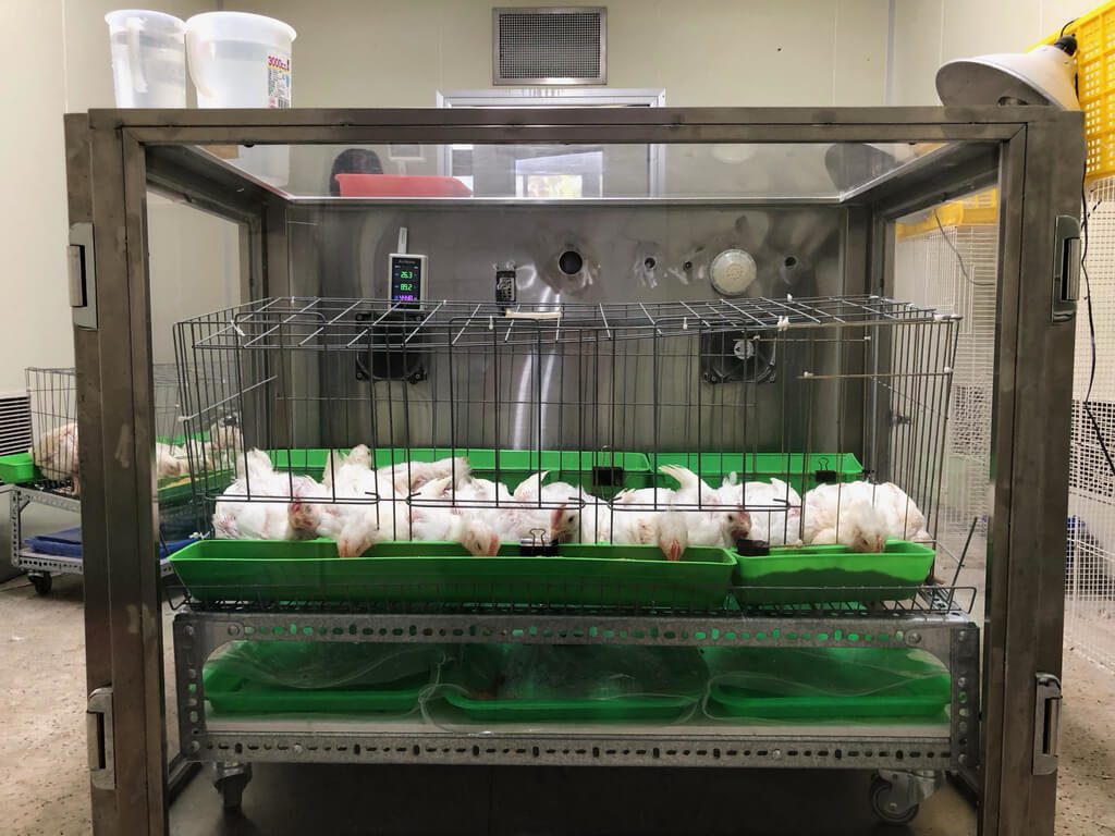 農業部畜試所:降雞飼料粗蛋白 家禽碳排減逾17% 農業部畜試所:降雞飼料粗蛋白 家禽碳排減逾17%