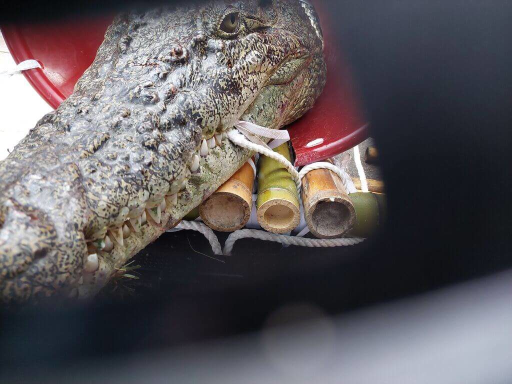 業者帶鱷魚抗議企圖野放 北市警依社維法送辦 業者帶鱷魚抗議企圖野放 北市警依社維法送辦