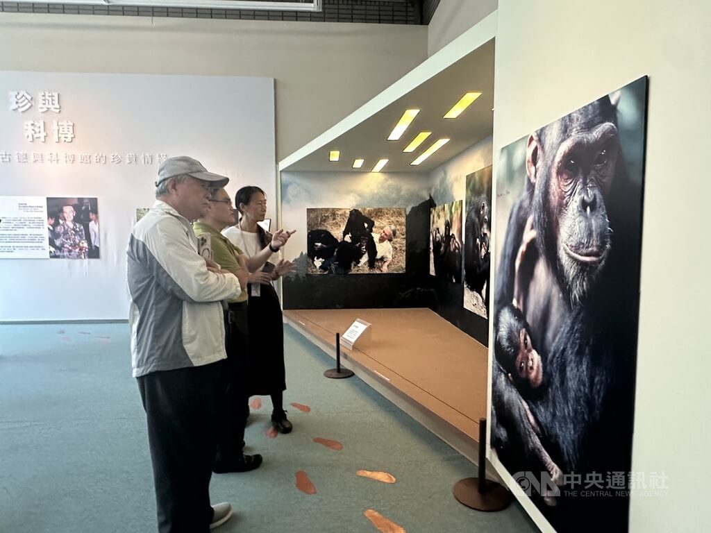 珍古德辭世 科博館推「珍與科博」紀念微型展 珍古德辭世 科博館推「珍與科博」紀念微型展