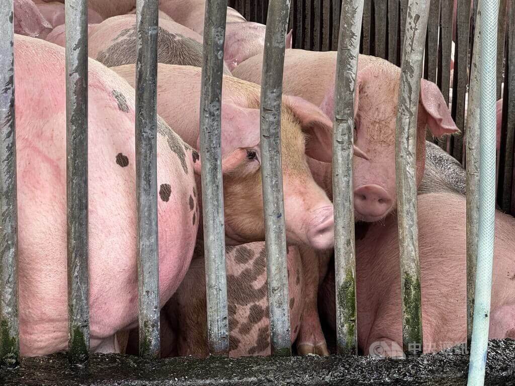 彰化關聯養豬場4死豬 動防所:豬場未有死亡異常 彰化關聯養豬場4死豬 動防所:豬場未有死亡異常