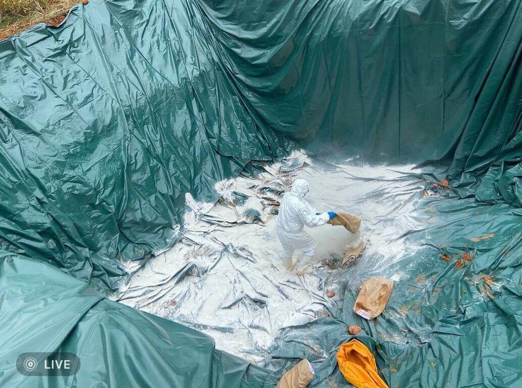 台中1養豬場疑非洲豬瘟撲殺掩埋 另7場移動管制 台中1養豬場疑非洲豬瘟撲殺掩埋 另7場移動管制