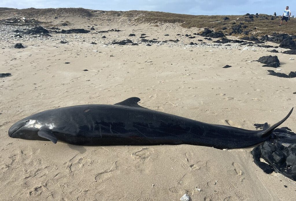 稀有偽虎鯨命喪澎湖海域 中華鯨豚協會:解剖採樣 稀有偽虎鯨命喪澎湖海域 中華鯨豚協會:解剖採樣