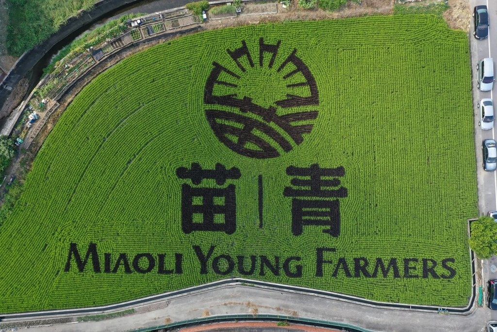 苗縣青農聯誼會慶10週年 稻田彩繪傳達農業創新 苗縣青農聯誼會慶10週年 稻田彩繪傳達農業創新