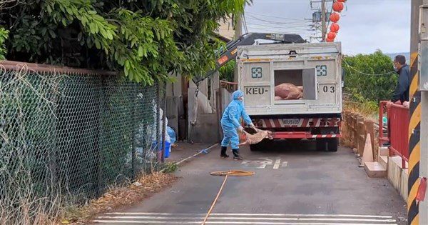 台中豬場染非洲豬瘟 豬農:王姓獸醫佐未診斷開藥 台中豬場染非洲豬瘟 豬農:王姓獸醫佐未診斷開藥