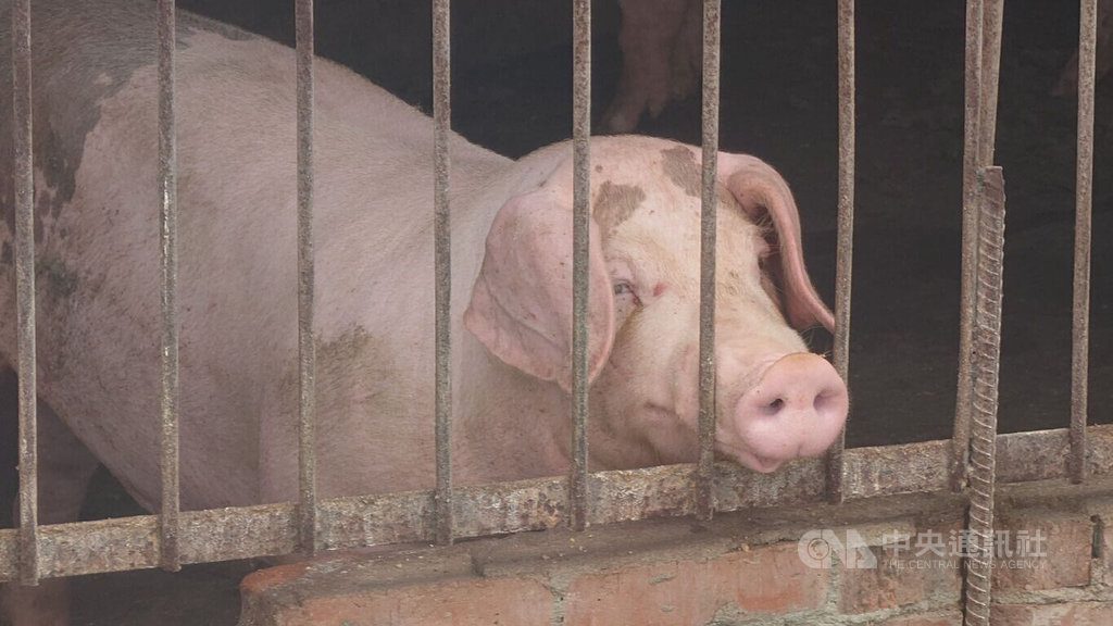 防非洲豬瘟嘉縣府決議全面禁廚餘養豬 近日公告 防非洲豬瘟嘉縣府決議全面禁廚餘養豬 近日公告