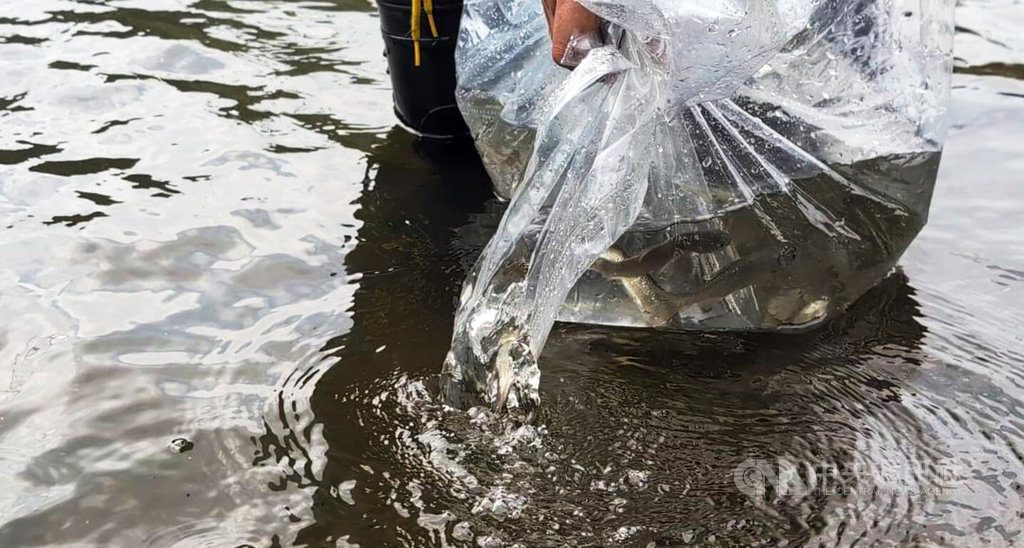 僅金門存自然棲地「大鱗梅氏鯿」 水庫野放盼保種 僅金門存自然棲地「大鱗梅氏鯿」 水庫野放盼保種