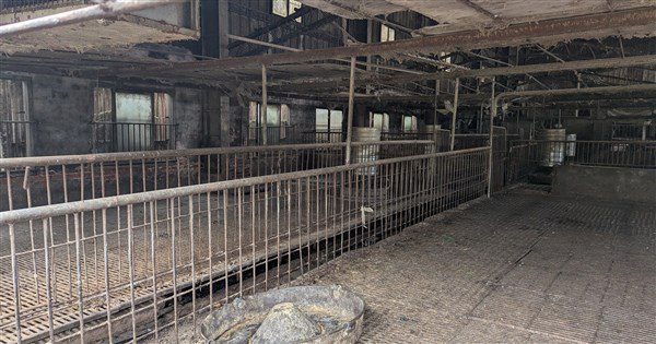 台中案場王姓獸醫無照執業  市府:事證送檢調查察 台中案場王姓獸醫無照執業  市府:事證送檢調查察