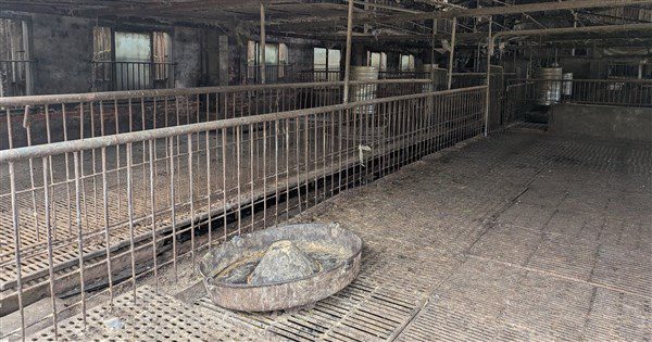 陳駿季:台中非洲豬瘟關聯40案場 未檢出疑似病毒 陳駿季:台中非洲豬瘟關聯40案場 未檢出疑似病毒
