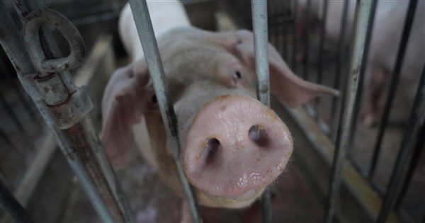 基因編輯技術有望根除豬瘟 盼為對抗非洲豬瘟鋪路 基因編輯技術有望根除豬瘟 盼為對抗非洲豬瘟鋪路