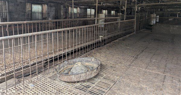 環境部:非洲豬瘟案場 中市府未落實廚餘稽查 環境部:非洲豬瘟案場 中市府未落實廚餘稽查