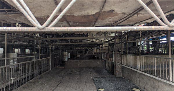 防檢署:非洲豬瘟案場豬隻死亡恐早於10/10 防檢署:非洲豬瘟案場豬隻死亡恐早於10/10