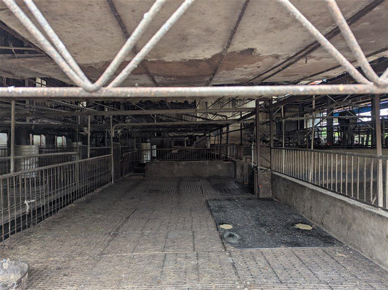 防非洲豬瘟  環境部啟動廚餘應變確保不進豬場 防非洲豬瘟  環境部啟動廚餘應變確保不進豬場