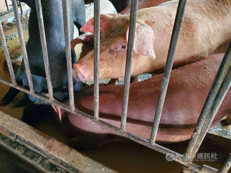台中養豬場爆異常死亡 檢出非洲豬瘟陽性 台中養豬場爆異常死亡 檢出非洲豬瘟陽性