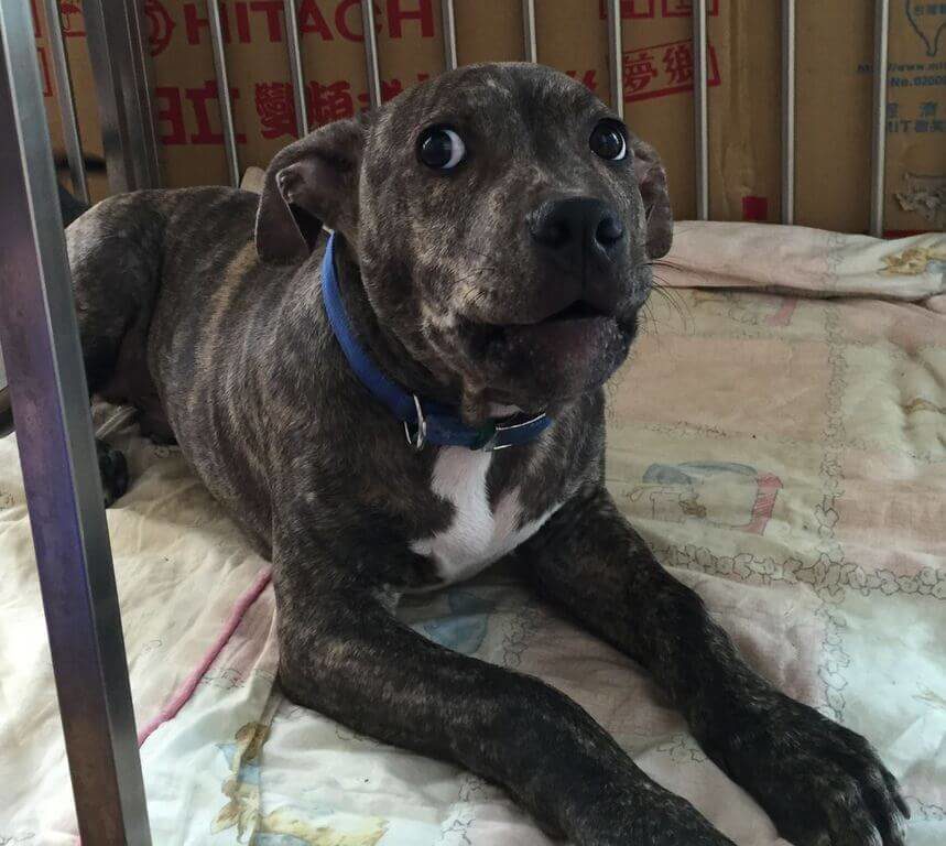 比特犬咬傷雪橇犬 竹縣動保所開罰飼主8.6萬元 比特犬咬傷雪橇犬 竹縣動保所開罰飼主8.6萬元