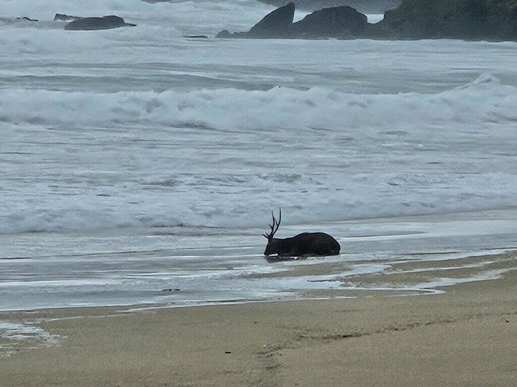 颱風天梅花鹿倒臥墾丁沙灘 疑遭流浪犬咬傷待營救 颱風天梅花鹿倒臥墾丁沙灘 疑遭流浪犬咬傷待營救